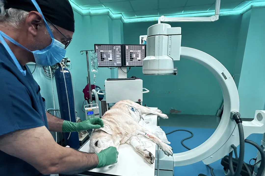 Türkiye'de Bir İlk: Laryngeal Stent Uygulaması